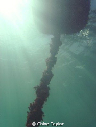 Abrolhos Islands ;) by Chloe Taylor 